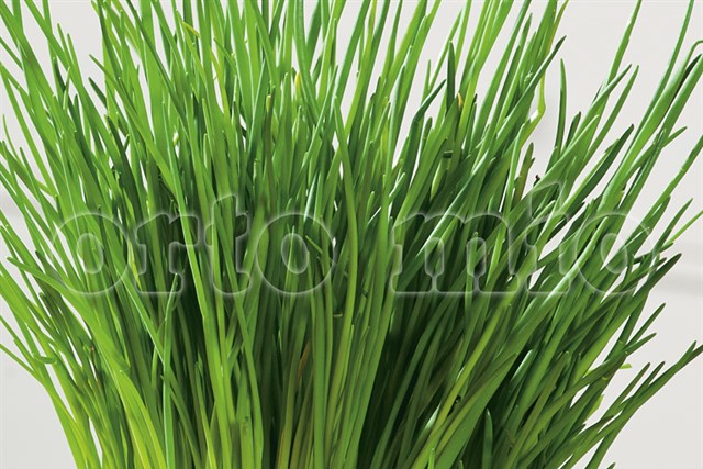 L'orto delle erbe aromatiche: proprietà, trapianto e concimazione!
