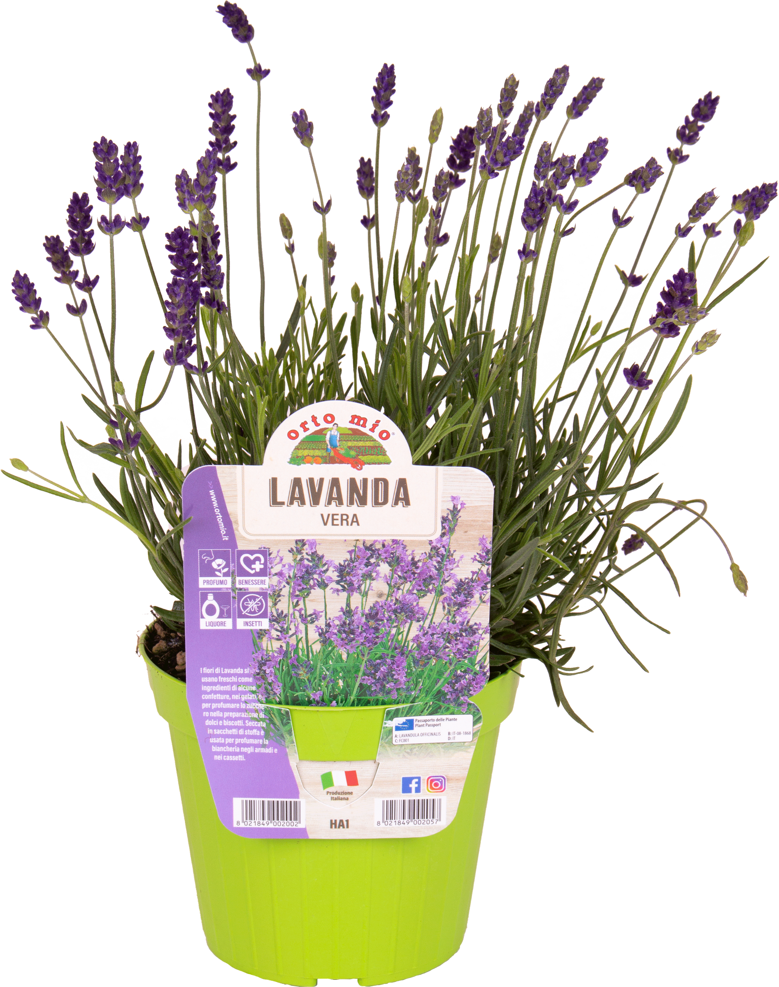 Piante ed erbe aromatiche Lavanda Vera: Varietà e Formati Disponibili